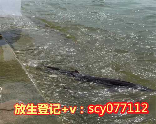 柳州草龟放生江,柳州市区哪里可以放生蜈蚣,柳州植物园放生池