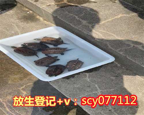 上海哪里放生飞禽，上海龙华古寺为308失联飞机上的239人祈祷