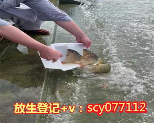 重庆放生的鱼从哪里买到好，重庆一条河突变黑入江口死鱼连成片