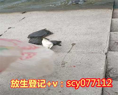 上海公园放生草龟，应仲树委员：上海放生行为应加强规范